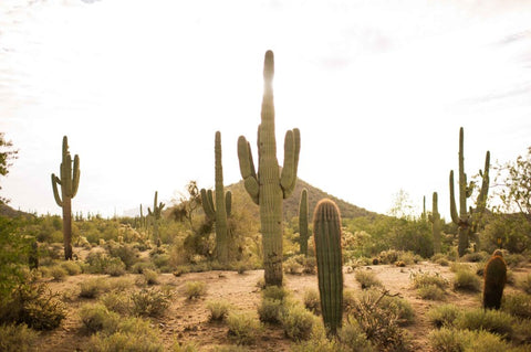 giant-saguaro-longest-lifespans