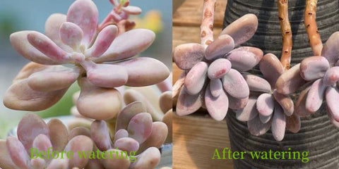 wrinkled-pink-graptopetalum-amethystinum-leaves-plump-after-watering