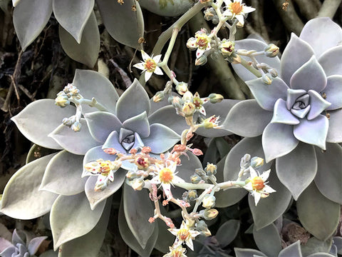 Graptopetalum-paraguayense-Ghost-Plant-blooms-white-flowers