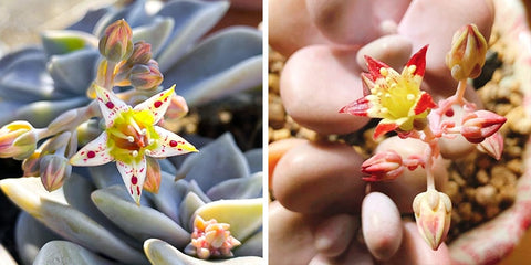 Graptopetalum-succulent-flowers