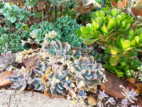 x-graptoveria-douglas-huth-grow-well-in-outside-when-summer