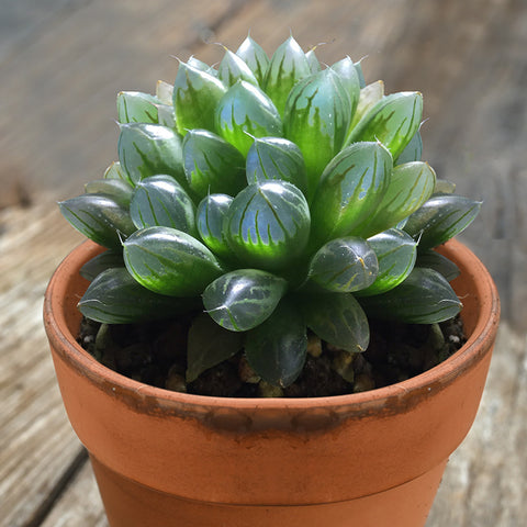 Haworthia-Cooperi-chubby-succulent