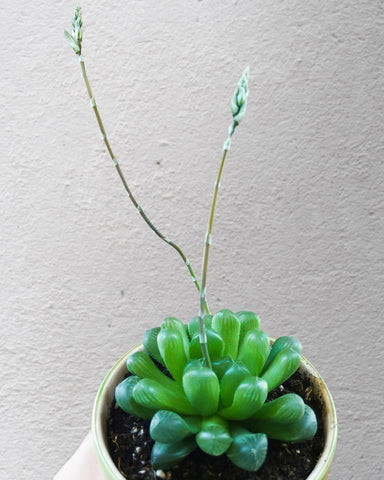 Haworthia-cooperi-blooms-small-white-flowers