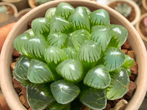 Haworthia-cooperi-var-pilifera