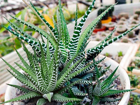 Haworthia-fasciata