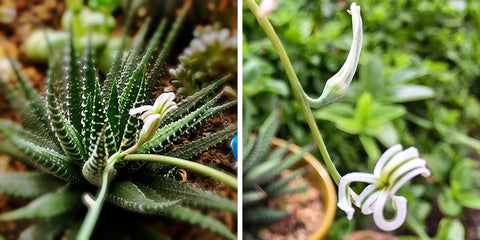 Haworthia-succulent-flowers