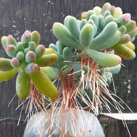 High-humidity-may-lead-to-the-growth-of-aerial-roots-in-succulents