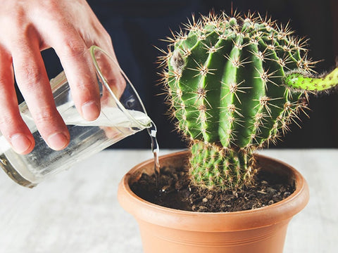 Water cactus plant in winter