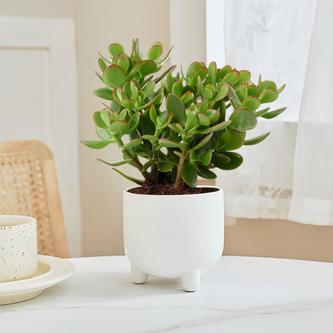 Jade-Plant-grows-indoors