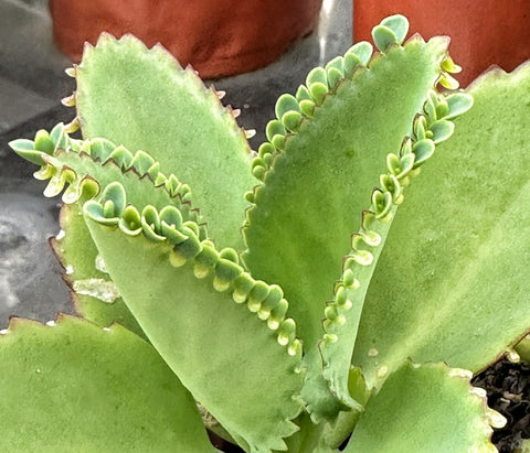 What's the Difference Between Mother of Thousands and Mother of Millions? ｜  The Next Gardener – Thenextgardener