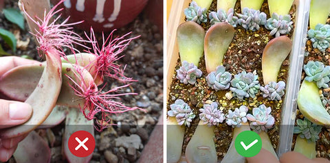 Lack-of-sunlight-may-cause-succulent-leaves-to-only-grow-roots-without-sprouting