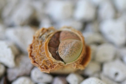 lithops-splitting