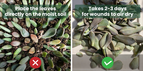 Let-the-succulent-wound-dry-before-propagating