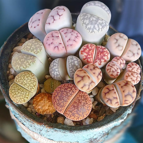 Lithops-assorted-succulent