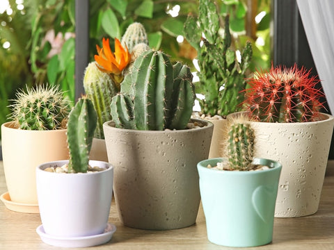 Indoor cactus plants grow well indoors