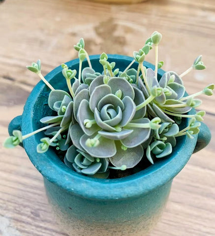 How to Care for Echeveria Black Prince