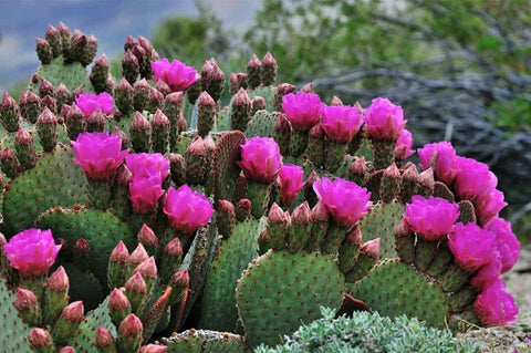 Outdoor-cactus-flowering