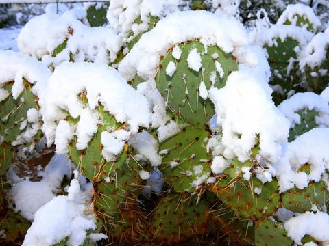 Snow-covered cactus plant outdoors in winter