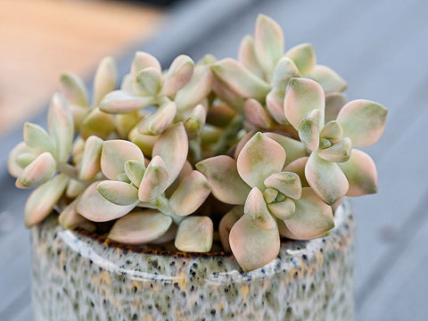 Variegated-Pachyphytum-Apricot-Beauty