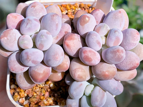 Pachyphytum-Sweet-Dumpling-chubby-succulent