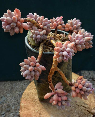 beautiful-cliff-succulent-trees-with-decorative-value