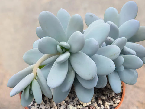 Pachyphytum-cuicatecanum