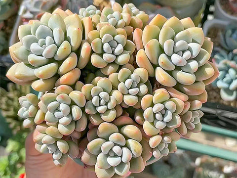 Pachyveria-Bubble-Candy-cute-chubby-succulent