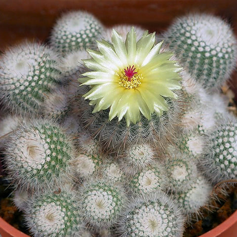 Parodia-Scopa-Silver-Ball-Cactus