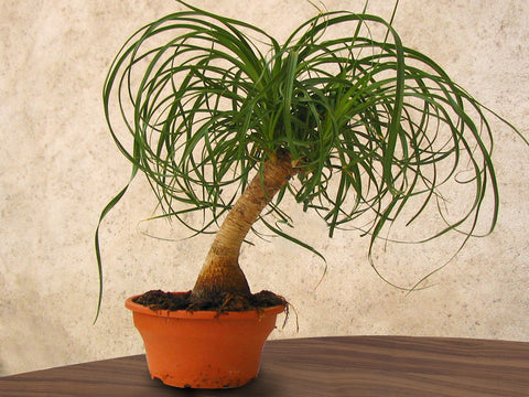 Ponytail-Palm-houseplant