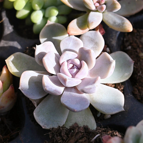 beautiful-purple-echeveria-snow-bunny