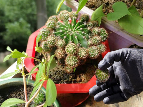 Removing-cactus-pups-can-promote-flowering