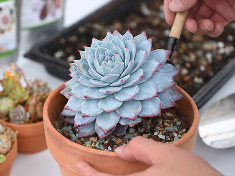 Repotting-succulents