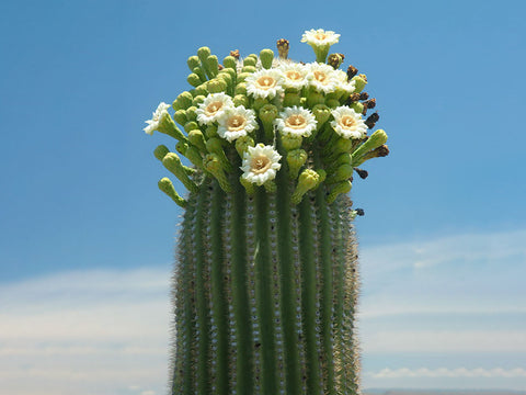 Saguaro-cactus-flowering