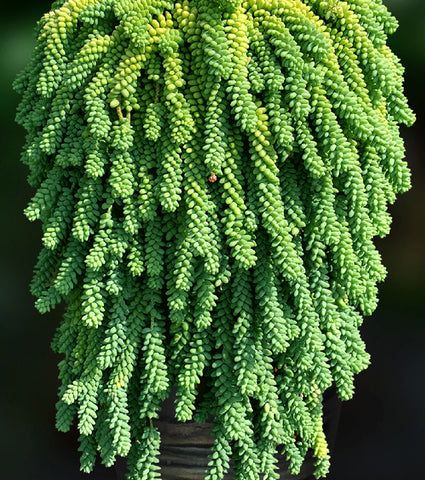 large-hanging-Sedum-Morganianum