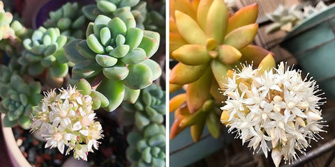 Sedum-succulent-flowers