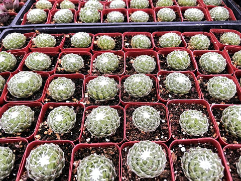 sempervivum-arachnoideum-for-bulk-sale