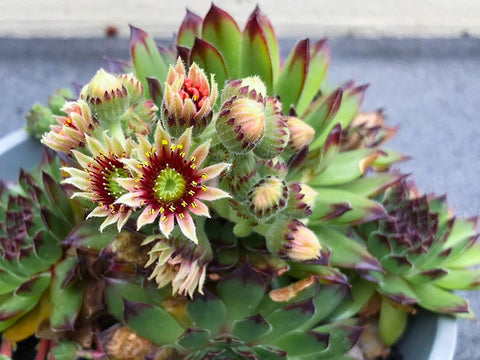 Sempervivum-succulent-flowers