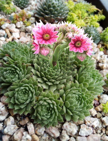 Sempervivum-tectorum-Hens-and-Chicks-blooms-pink-flowers-outdoors