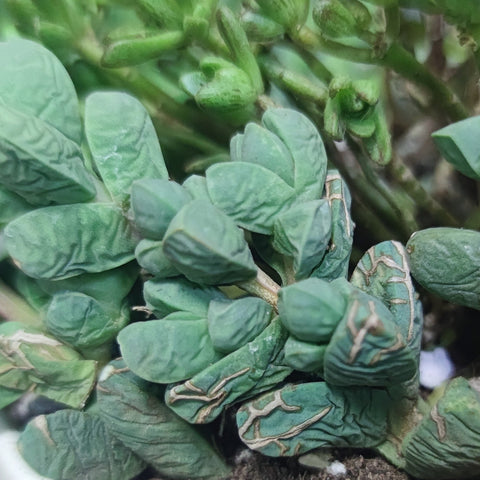 shriveled-dry-succulent-leaves