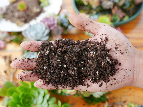 Slightly-moist-succulent-soil-on-hand