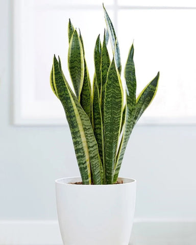 Snake-Plant-indoor-plant