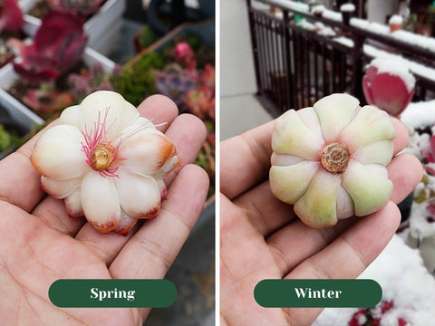 Succulents-root-faster-in-spring-than-in-winter