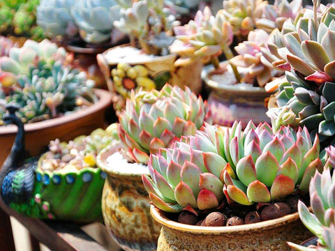 Potted-succulents-in-a-sunny-garden
