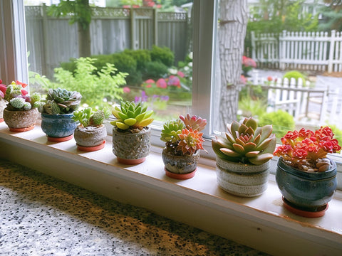 Potted-succulents-indoors-by-a-bright-window