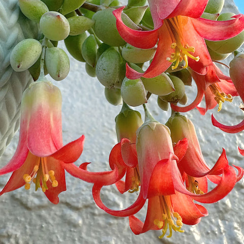 The-Flowers-of-Cotyledon-Pendens