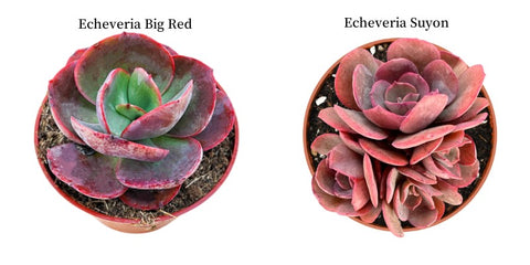 echeveria-big-red-and-echeveria-suyon 