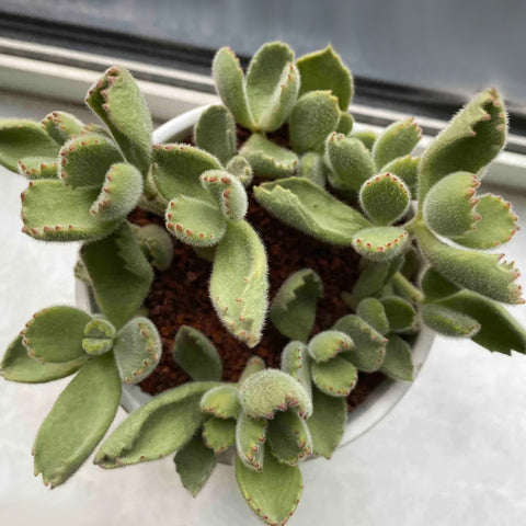 The-light-deficient-Bear's-Paw-Succulent-has-thin-leaves