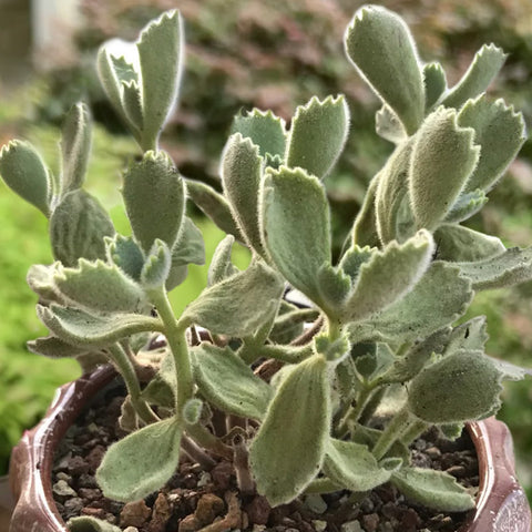 The-leaves-of-Bear's-Paw-Succulent-become-wrinkled-and-droopy-due-to-lack-of-water