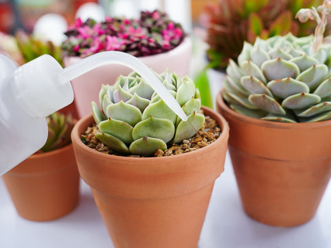 How-to-water-rooting-succulents