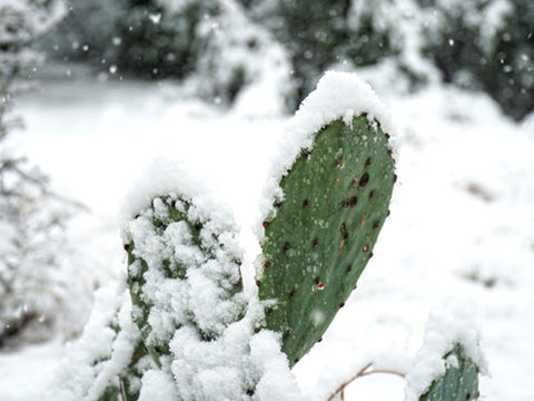 Winter-cacti-in-dormancy